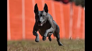 Dulcies Fast Cat Runs at Fayetteville Kennel Club on Oct 19th and 20th of 2024 [upl. by Geerts]