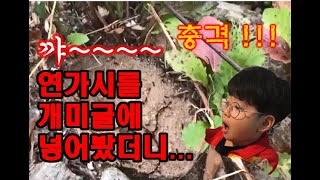 연가시를 개미굴에 넣어 보았습니다 I put gordioidea in ant tunnel [upl. by Asilehs]