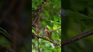 Beautiful Nightingale song 28 04 2024 Dordogne [upl. by Landri]