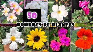 MAS DE 55 NOMBRES DE PLANTAS QUE TIENES QUE SABER [upl. by Ettennej740]