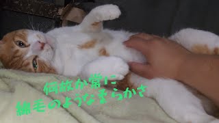 【猫動画】【野良猫を引き取る為に利子付き合計78万借金したおっさん小話】reマイナス78万から始める猫活借金返済生活 【第173話】巨体猫きんたの絹のような滑らかな毛に癒やされる【借金残39万】 [upl. by Nerw18]