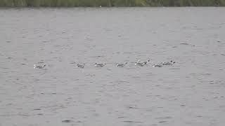 Kittiwake  x 9  Lochgelly Loch  Fife  22092024 [upl. by Klemm]