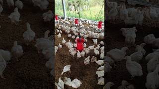 26 Days Old Chicks in our poultry farm poultry poultryfarming farming trending shorts [upl. by Lyndsay]