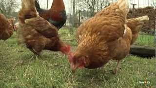 Votre poule pondeuse  Mes animaux de ferme  TomampCo [upl. by Winser]