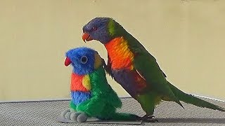 Rainbow Lorikeet Meets a Toy Lookalike  How He Reacted [upl. by Adnilg510]