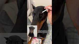 no one realized her eyebrows were gone 😭 dobermanpinscher doberman dogshorts pets funny dogs [upl. by Koralle]