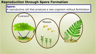 Spore formation and Apomixis [upl. by Ronald]