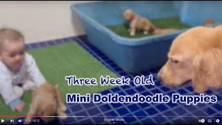 3 Week Old Mini Goldendoodles [upl. by Natalie]