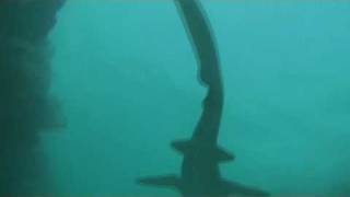 Nurse Shark [upl. by Antoinette]