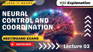 Neural control and coordination class 11Central Nervous System explained in kannada [upl. by Ahs627]