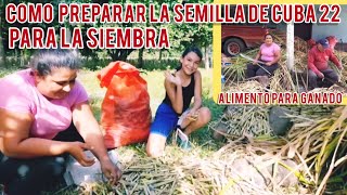 Cómo preparar la semilla de cuba 22 para la siembrapaso a paso cuba 22cubaGuatemalaagricultura [upl. by Aidni]