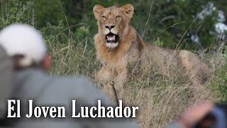 EL JOVEN LEÓN que NUNCA SE RINDIO  UN LUCHADOR [upl. by Annayr]