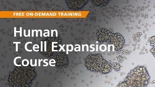 OnDemand Training Human T Cell Expansion [upl. by Eissahc]