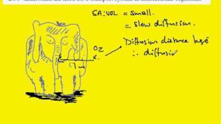 250 Transport systems in multicellular organisms [upl. by Letrice876]