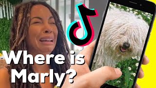 TikTok Master Took Our Dog Marly Our Dog Is Missing Please Watch Part 6 [upl. by Nagirrek9]