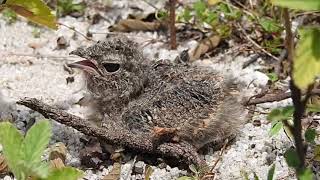 Savanna Nightjar chick 3 days old [upl. by Ythomit]