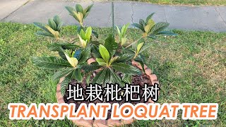 How I Transplanted Air Layered Loquat Tree in the Ground for Big Harvests  Grow Loquat Tree 地栽枇杷树 [upl. by Seigel]