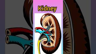 kidney right and left amp anterior  posterior relation anatomy physiology mbbs bams bhms shots [upl. by Mansur773]