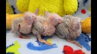 2 Week old Baby Green Cheek Conures  Yellow Sided and Pineapple [upl. by Huppert]