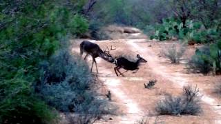 Venado en quotcorridaquot Mier Tamaulipas venado 8 quotobispoquot [upl. by Otrebmal]