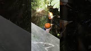 Pumpkin snails  Chester Zoo Halloween 2024 shorts [upl. by Yate]