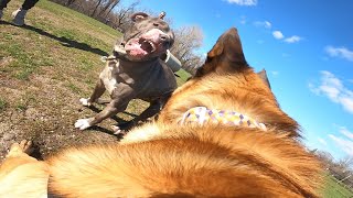 Aggressive Pit Bull Attacks Belgian Malinois At Dog Park TRIGGER WARNING [upl. by Atinor716]