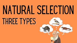 Natural Selection  3 Types [upl. by Marjorie356]