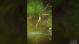 Arowana attack snake kolathuraquariumfish Arowana silverarowana fish aquarium arowanafish 100 [upl. by Torray]