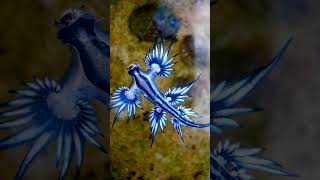 Blue Sea Dragon Glaucus atlanticus  Observed in Description [upl. by Margie859]