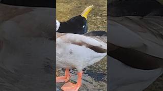 Mallard trimming its feathers  Cheonggyecheon in Seoul South Korea [upl. by Samuella]