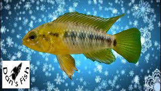 Consensus is that the fish in this vid are Macmasteri not Borellii [upl. by Osterhus]