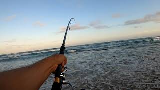 SPINNING for BIG SHAD  Very Feisty Thunder Shad  BIG BLUEFISH  TAILOR  ELF  KZN SOUTH AFRICA [upl. by Beeck]