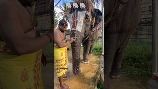 Hathi mera sathi ekmotahathi hathi creationbylove hindirhymes youtubeshorts trendingshorts [upl. by Aitel]