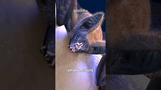 What will happen if a bat bites😱 [upl. by Kinnon]