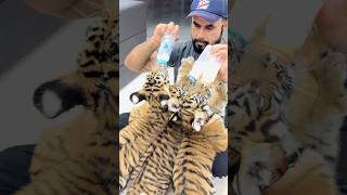 HandFeeding tiger cubs 🐯 uaelionking uae dubai shorts [upl. by Oretna378]