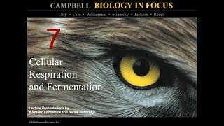 Biology in Focus Chapter 7 Cellular Respiration and Fermentation [upl. by Harret]