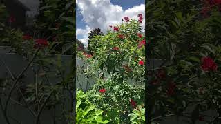 Giant Swallowtail butterfly in Florida nature insects wildlife usa [upl. by Goulette]