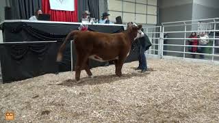 39th Annual Cornhusker Classic Steer Heifer Sale Kearney NE 2024Nov01195858mp4 [upl. by Hughett]