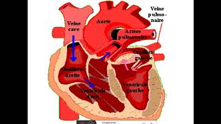 anatomie et physiologie du systeme cardiovasculaire [upl. by Lachish]