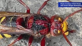 Large European Hornets spotted on Staten Island [upl. by Eirojam]