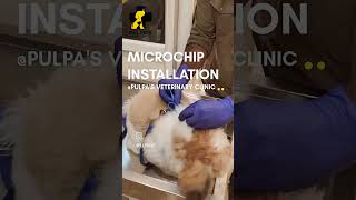 Microchip for pets  pulpas trending shihtzu pets [upl. by Gnod]