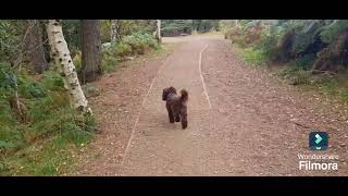 Alderley Edge country park forest Wizard wonder hunt trail excalibur [upl. by Sinclare]