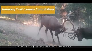 Amazing Trail Camera Video Compilation [upl. by Eliades461]