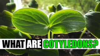 What Are Cotyledons  Garden Quickie Episode 127 [upl. by Alacim]