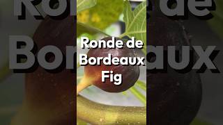 Ronde de Bordeaux Fig [upl. by Raji]