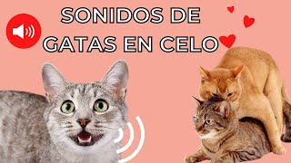 GATA EN CELO Maullido 😻 Gatos Enamorados [upl. by Arnoldo]