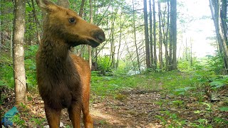 Northwoods creatures over a 15 month period in wild remote country [upl. by Kahlil]