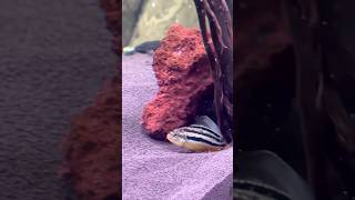 Close up video of Auratus spawning in the tank ❤️ آکواریوم cichlid cichlids shortsviral [upl. by Enilesoj]