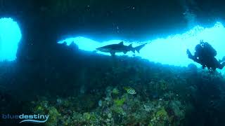 Grey nurse shark at Rottnest Island [upl. by Myron622]