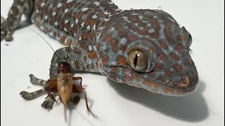 Gecko breeding season calls  gecko sound [upl. by Netsyrk]